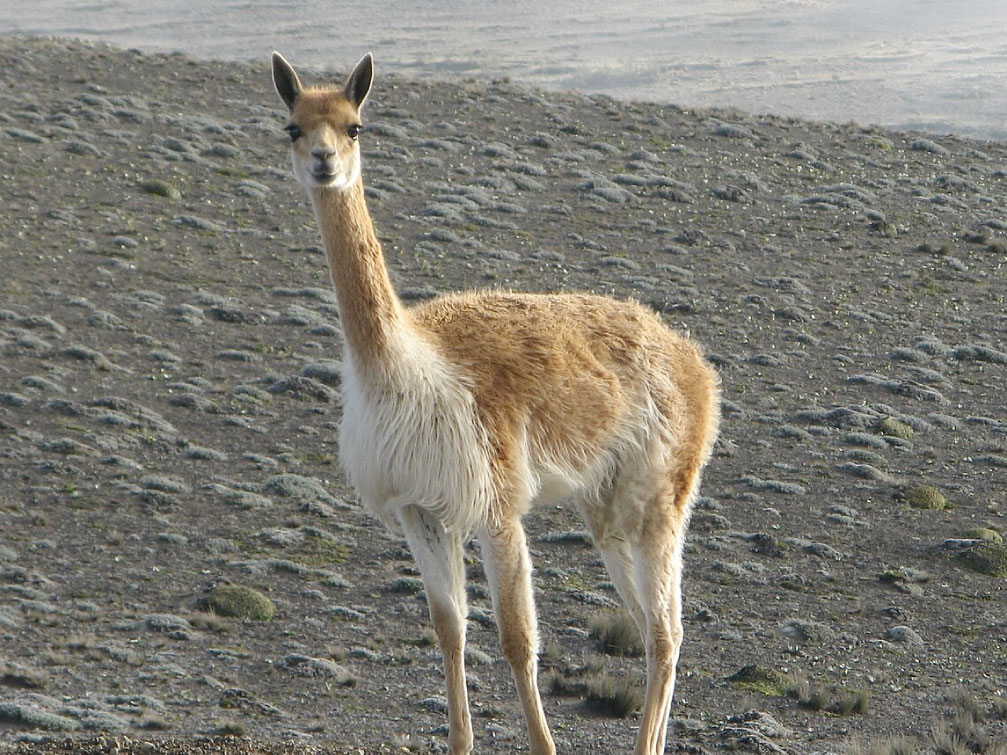 Parque Nacional Isla Guamblin