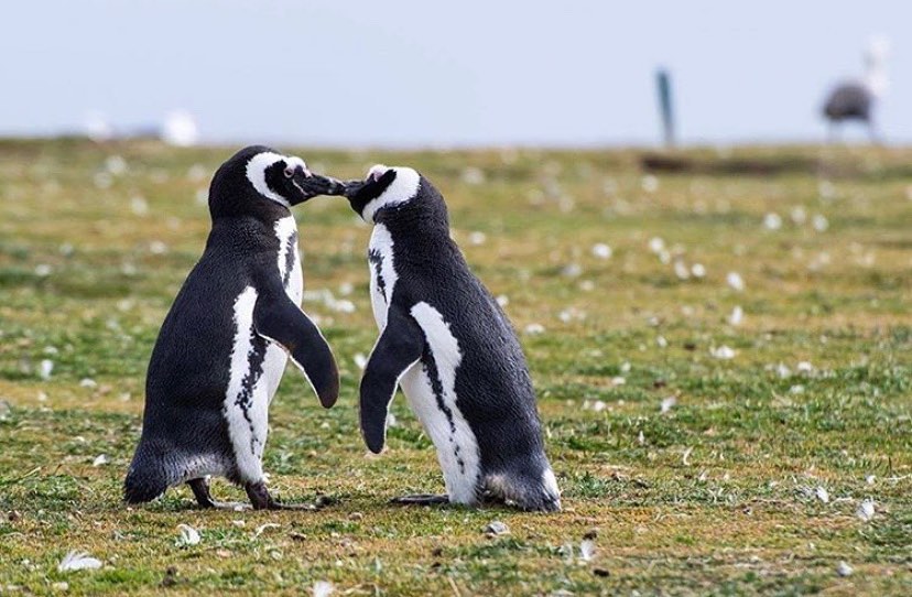Parque Nacional Isla Magdalena